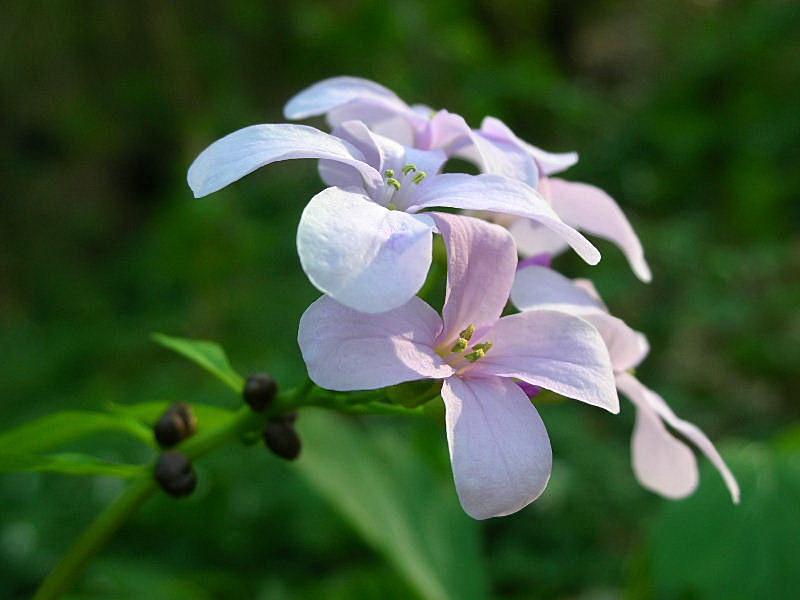 Cardamine bulbifera / Dentaria minore